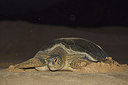 BUITEN BEELD Foto: 228000