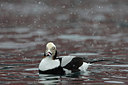 BUITEN BEELD Foto: 228018