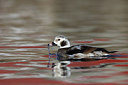 BUITEN BEELD Foto: 228019