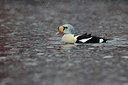 BUITEN BEELD Foto: 228021