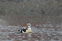 BUITEN BEELD Foto: 228025
