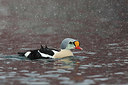 BUITEN BEELD Foto: 228026