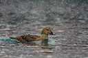 BUITEN BEELD Foto: 228027