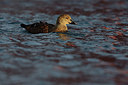 BUITEN BEELD Foto: 228032