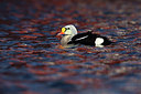 BUITEN BEELD Foto: 228033