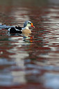 BUITEN BEELD Foto: 228036