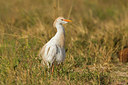 BUITEN BEELD Foto: 228115