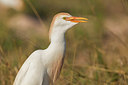 BUITEN BEELD Foto: 228117