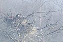 BUITEN BEELD Foto: 228167