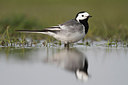 BUITEN BEELD Foto: 228183