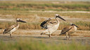 BUITEN BEELD Foto: 228214