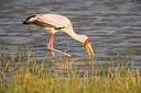 BUITEN BEELD Foto: 228217