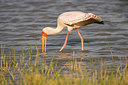 BUITEN BEELD Foto: 228218