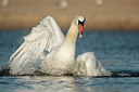 BUITEN BEELD Foto: 228279