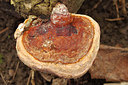 BUITEN BEELD Foto: 228295