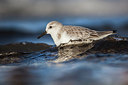 BUITEN BEELD Foto: 228368
