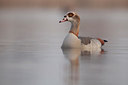 BUITEN BEELD Foto: 228379