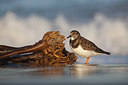 BUITEN BEELD Foto: 228388