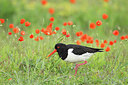 BUITEN BEELD Foto: 228423