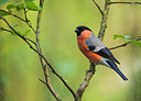 BUITEN BEELD Foto: 228468