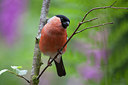 BUITEN BEELD Foto: 228472