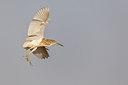 BUITEN BEELD Foto: 228480