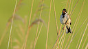 BUITEN BEELD Foto: 228549
