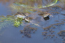 BUITEN BEELD Foto: 228562