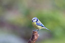 BUITEN BEELD Foto: 228580