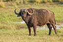 BUITEN BEELD Foto: 228609