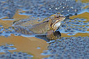 BUITEN BEELD Foto: 228611