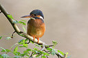 BUITEN BEELD Foto: 228635