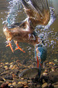 BUITEN BEELD Foto: 228703