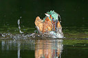 BUITEN BEELD Foto: 228708