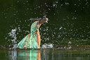 BUITEN BEELD Foto: 228709