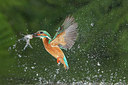 BUITEN BEELD Foto: 228710