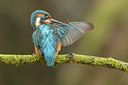 BUITEN BEELD Foto: 228716