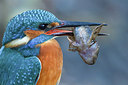 BUITEN BEELD Foto: 228732