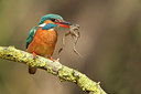 BUITEN BEELD Foto: 228737