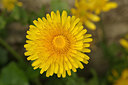 BUITEN BEELD Foto: 228743
