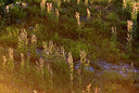 BUITEN BEELD Foto: 228751