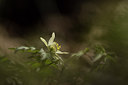 BUITEN BEELD Foto: 228781