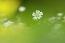 BUITEN BEELD Foto: 228833