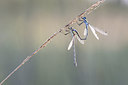 BUITEN BEELD Foto: 228980