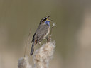 BUITEN BEELD Foto: 22253