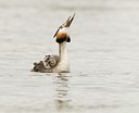 BUITEN BEELD Foto: 22465