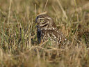 BUITEN BEELD Foto: 22479