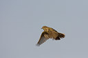 BUITEN BEELD Foto: 22482