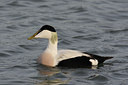 BUITEN BEELD Foto: 22496