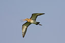 BUITEN BEELD Foto: 22538